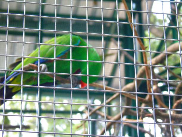 istock photo of a bird in a large cage 1638133772