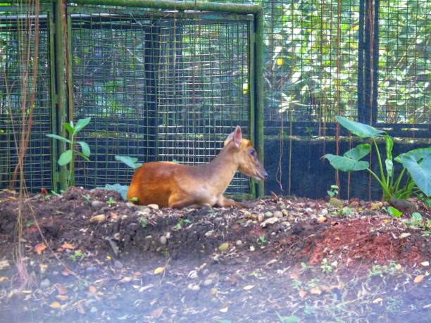 photo of a deer in a large enclosure