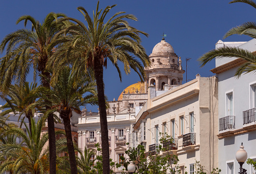 The dome and bell tower of the main cathedral against the blue sky and palm trees. Cadiz. Spain. Andalusia.