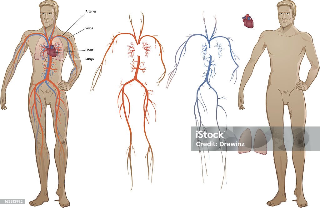 Schemat układu sercowo-naczyniowego - Grafika wektorowa royalty-free (Diagram)