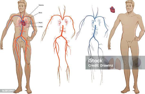 Diagrama Cardiovascular - Arte vetorial de stock e mais imagens de Artéria Humana - Artéria Humana, Coração de animal, Cuidados de Saúde e Medicina