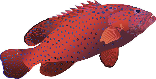 ユカタハタ - grouper点のイラスト素材／クリップアート素材／マンガ素材／アイコン素材