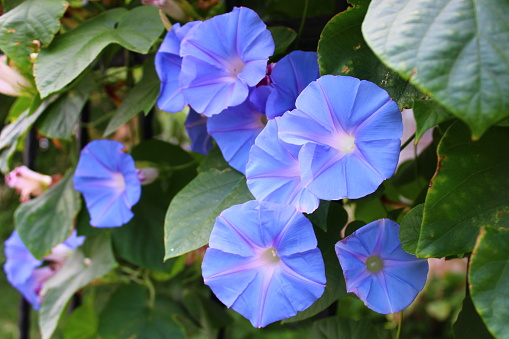 A native morning glory. Blue-purple and white flowers.