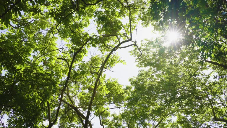 Low angle shot sun shines through spring trees. Jungle trees row under sun.