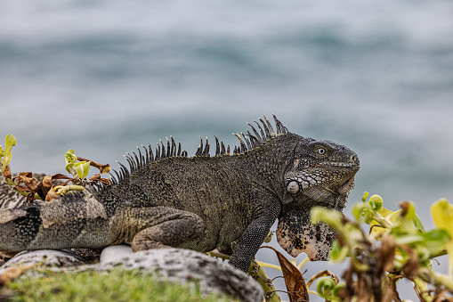 Iguana on a tree branch