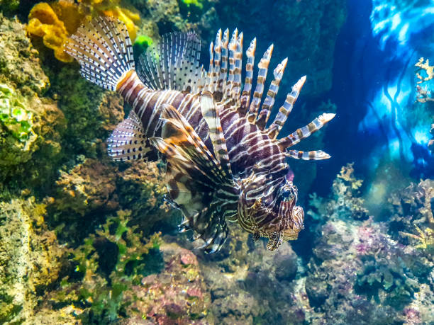 Red Lionfish (Pterois volitans) in aquarium