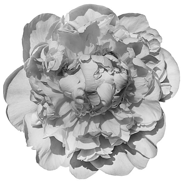 istock Black and white blooming peony isolated on white. 1638161762