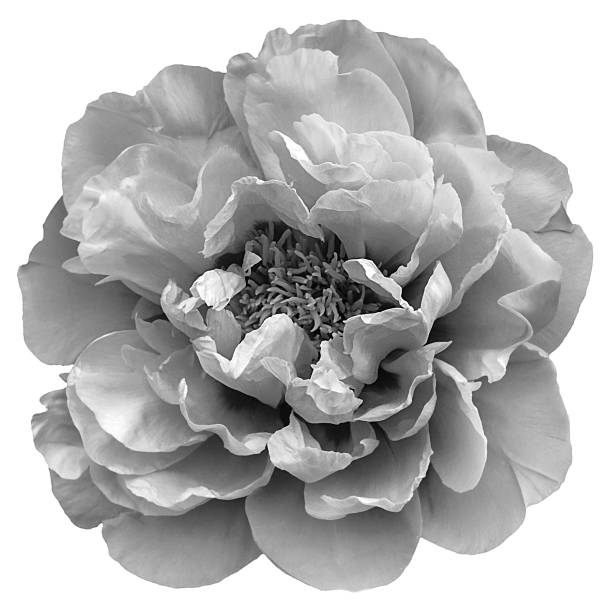 istock Black and white blooming peony isolated on white. 1638161766
