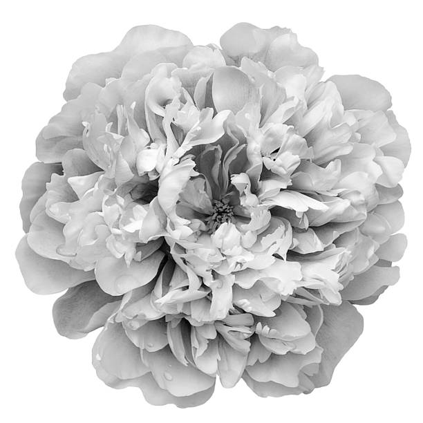 istock Black and white blooming peony isolated on white. 1638165712