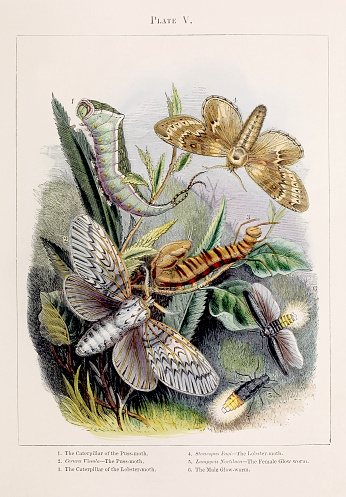 Moths. Colorful illustration of the curious metamorphoses of some of the most beautiful insects, ca. 1850