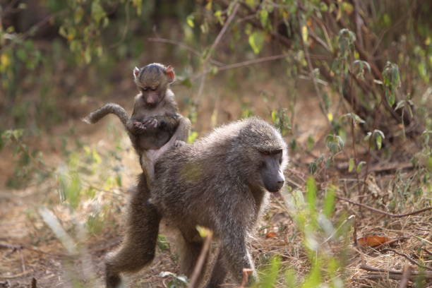 istock Baby baboon and mother 1638181634