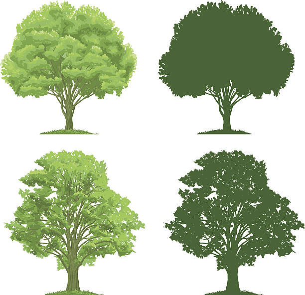 Trees and Silhouettes Vector illustrations of trees and their silhouettes oak tree stock illustrations
