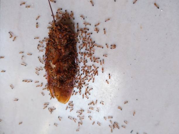 istock a cockroach carcass eaten by a group of red ants 1638191521