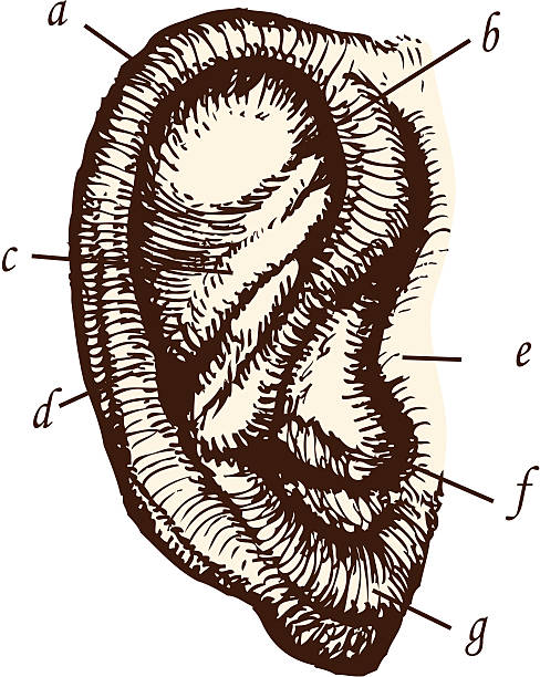 Etching of a human ear. vector art illustration