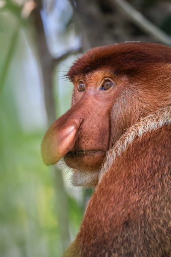 male proboscis monkey