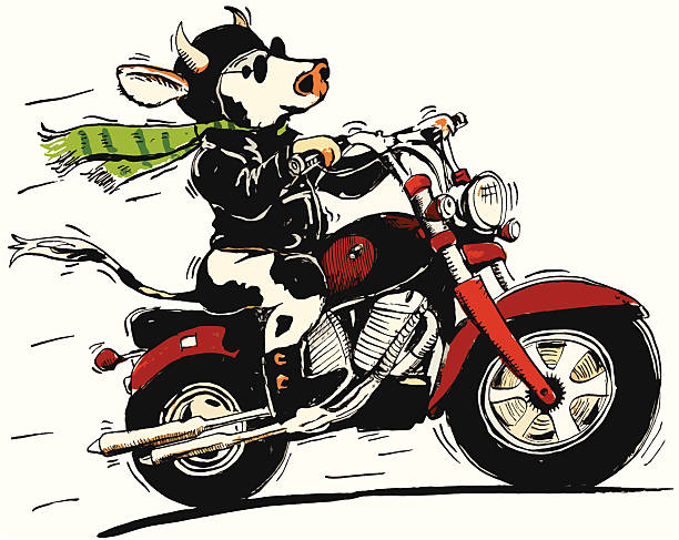 ilustraciones, imágenes clip art, dibujos animados e iconos de stock de vaca en una motocicleta - carrera-de-motos-de-velocidad