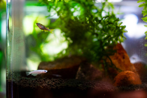 istock A tank in which killifish swim. 1638202451