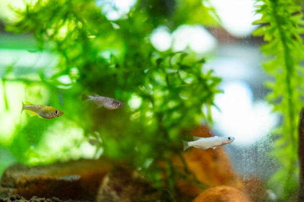 istock A tank in which killifish swim. 1638202461