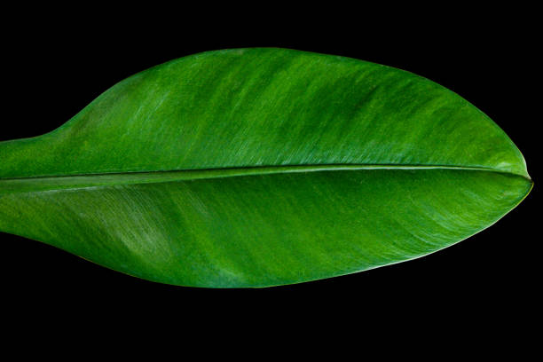 Philodendron Crassinervium Green leaves isolated on black background, Clipping path included