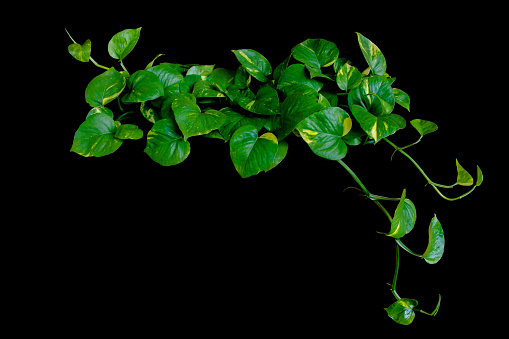 Golden pothos or Epipremnum aureum hanging vine plant isolated on black background with clipping path