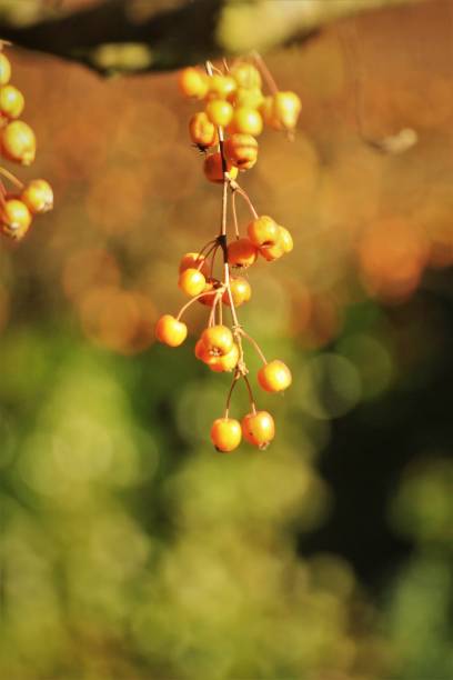 istock Orange berries hanging from a tree in the autumn sun 1638206809