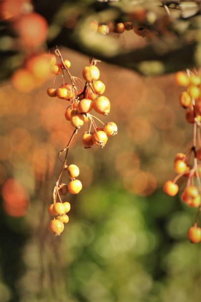 istock Orange berries hanging from a tree in the autumn sun 1638206814