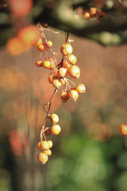 istock Orange berries hanging from a tree in the autumn sun 1638206816