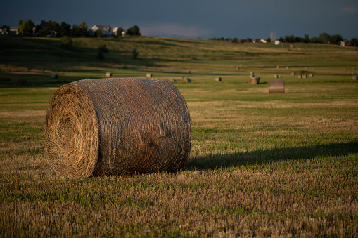 Fresh rolled cylindrical hay bales in farm grass field at sunset