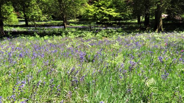 istock Bluebell meadow in full bloom under the tree canopy 1638206845