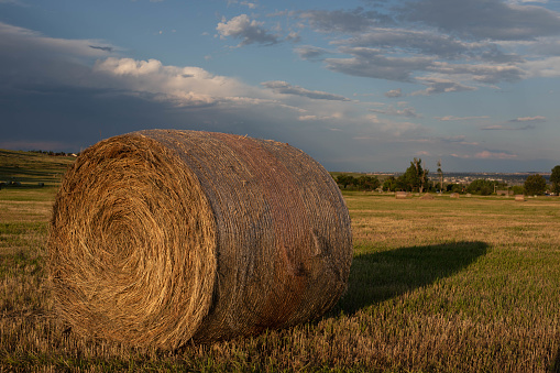 Cylindrical  hay bales in farm grass field at sunset