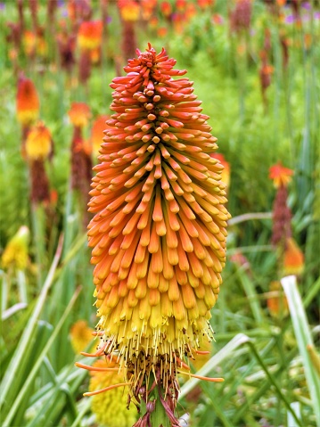 A closeup of Kniphofia also known as Red Hot Poker or Torch Lily under Table Mountain