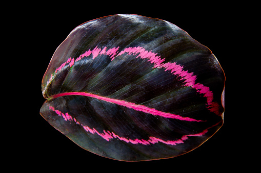 Black leaf of Calathea Black Lipstick (calathea roseopicta) the tropical foliage houseplant isolated on black background, clipping path included