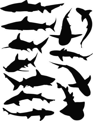 12 silhouettes of various kinds of sharks