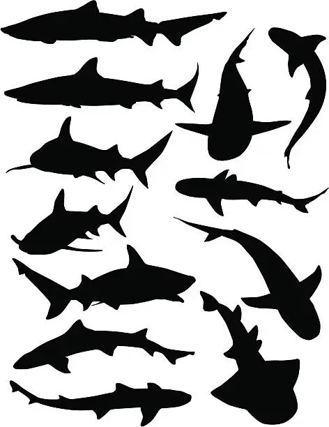 Vector illustration of Shark Silhouettes