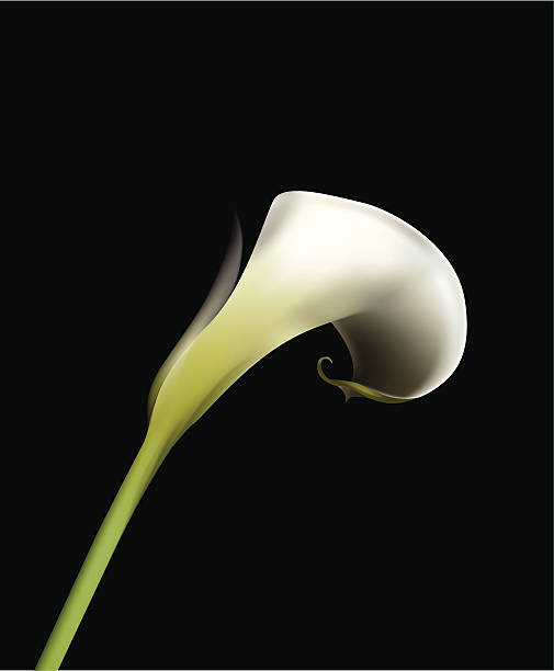 ilustraciones, imágenes clip art, dibujos animados e iconos de stock de cala blanco - calla lily lily single flower white