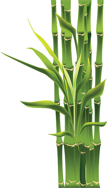 lucky bamboo plant vector art illustration