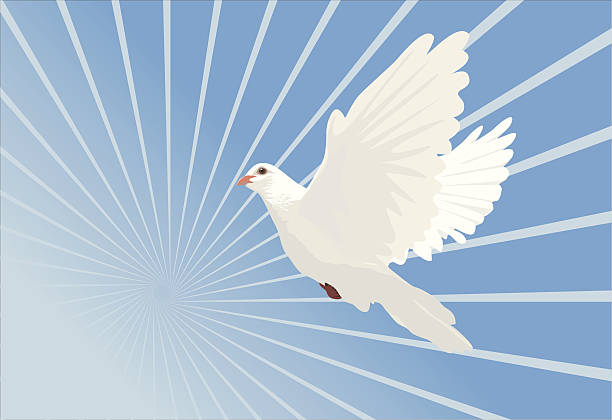 White dove in flight (vector) vector art illustration