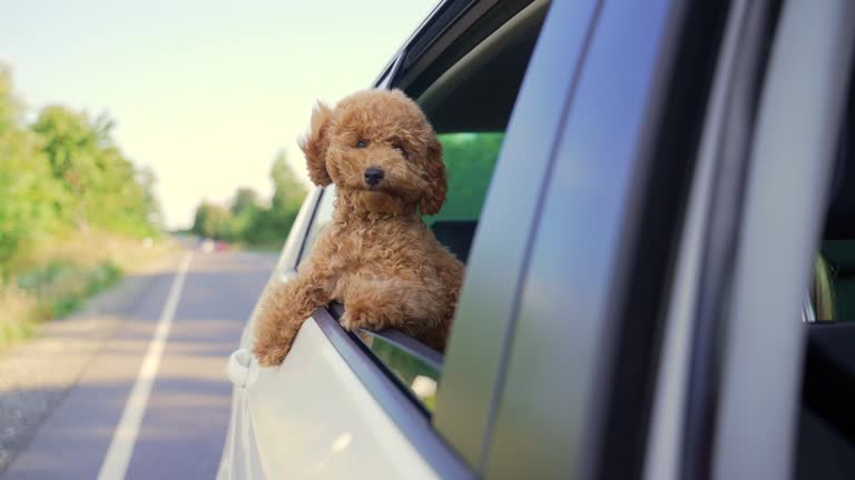 Funny dog ​​on a trip. Happy curious mini poodle puppy doggie ​​traveling peeks out looking through car window