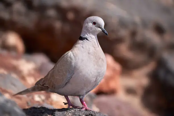 Eurasian collared dove (Streptopelia decaocto) standing on a rock - Costa Calma, Fuerteventura