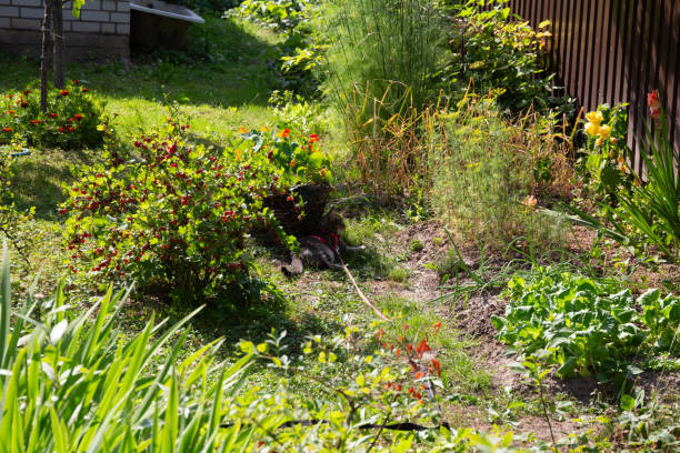 istock flowers growing in the summer garden 1638225126