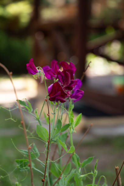Pea flowers growing in the summer garden