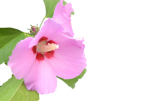 A pink hibiscus flower on white