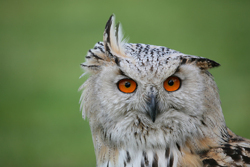Close-up of an Eagle Owl