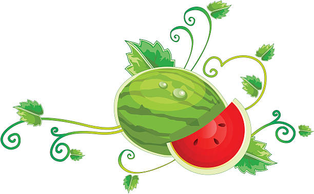 vector watermelon illustration vector art illustration