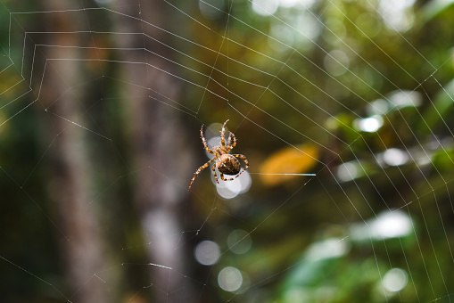 Zoom in look of a  spider weaving web