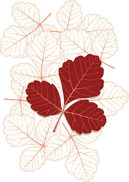 leaf2 - ilustração de arte em vetor