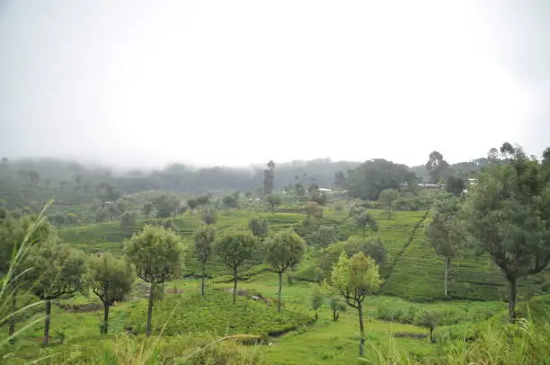 Photo of View on the nature near Haputale, Sri Lanka.
