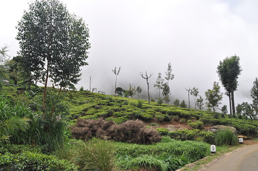 Tea plantation near the city of Haputale, Sri Lanka