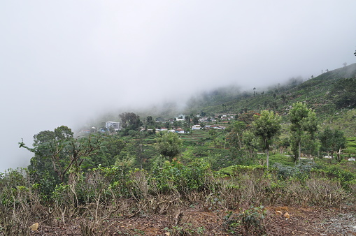 Tea plantations near the city of Haputale, Sri Lanka