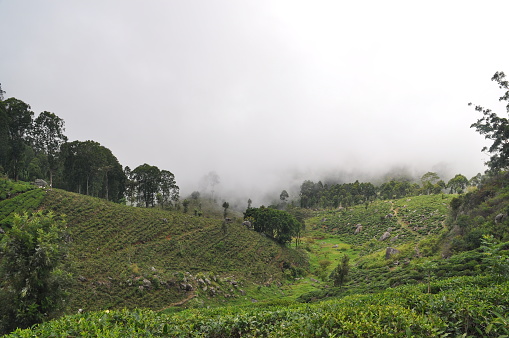Tea plantations near the city of Haputale, Sri Lanka